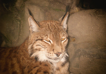 Wild cat, background, texture, blurred image
