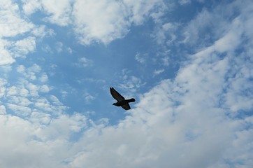 Beautiful natural heart shape sky and bird in flight