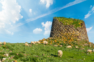 Herd of sheep by a nuraghe in Sardinia - obrazy, fototapety, plakaty