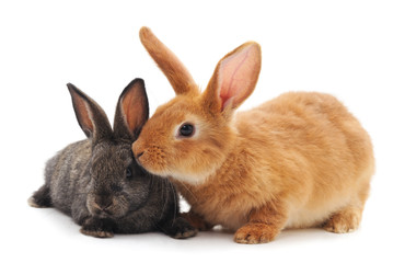 Two little rabbits.