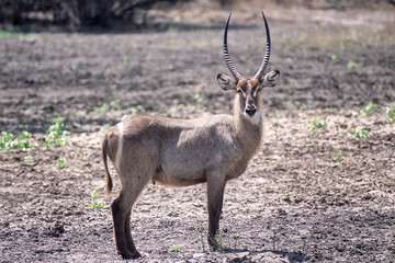 Waterbuck (Kobus ellipsiprymnus), Selous Game Reserve, Morogoro, Tanzania, Africa