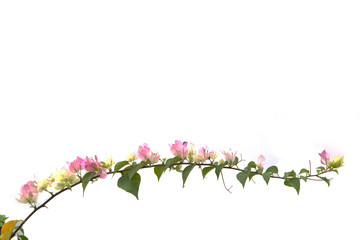 Bougainvilleas isolated on white background.