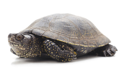 One beautiful turtle.