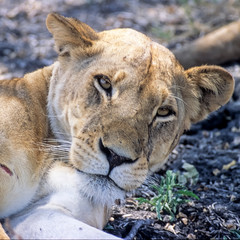 Lion (Panthera leo), Selous Game Reserve, Morogoro, Tanzania, Africa