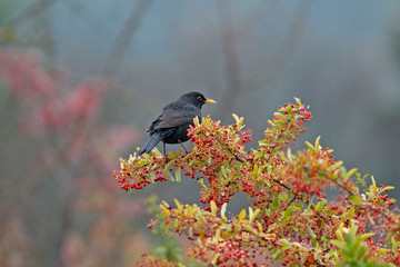 Merle sur une branche d'arbuste. Oiseau noir à bec jaune posé sur un buisson ardent.