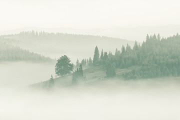 Chaînes de montagnes brumeuses couvertes de forêt d& 39 épinettes dans la brume matinale