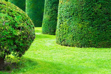 Green decorative trimmed trees in a park. Summer nature background