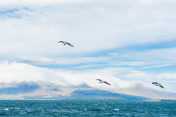 Seagulls soaring over Atlantic ocean near the coast of Reykjavik, Iceland © smallredgirl