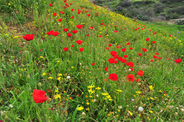 Beautiful gras field with poppies flowers