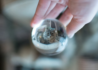 The Kitten in Glass