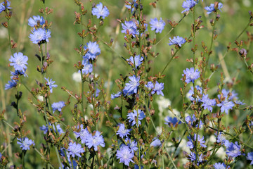 Bright blue flowers of wild Common chicory (Cichorium intybus) in green meadow, Belarus