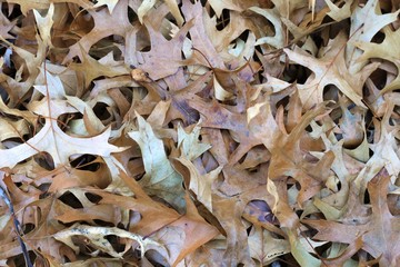 Fallen autumn leaves, full frame