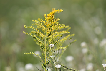 Inflorescence of Solidago canadensis or Canadian goldenrod with yellow flowers on green background