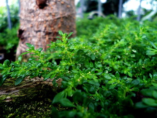 green moss on the tree