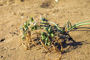 Sea lily grass and fruits on a sandy beach of Cyprus island Pancratium maritimum or sea daffodil