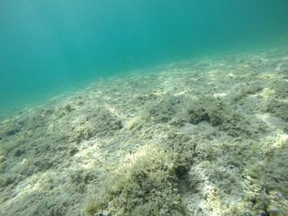 Fototapeta na wymiar Rocks and seaweeds in Alghero seabed