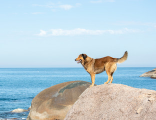 dog on the beach