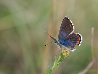 The Adonis blue butterfly ( Polyommatus bellargus )  female sitting on a blooming plant