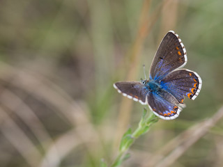 The Adonis blue butterfly ( Polyommatus bellargus )  female sitting on a blooming plant