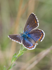 The Adonis blue butterfly ( Polyommatus bellargus )  female sitting on a blooming plant