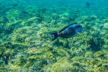 red sea coral reef with beautiful colorful fish under water