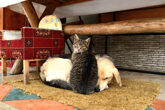 Domestic Dog And Cat Sleep Together And Snuggle Together