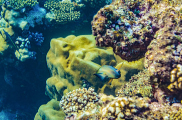 Plakat red sea coral reef with beautiful colorful fish under water