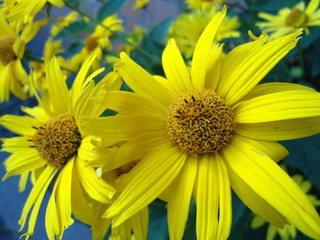 yellow flowers on a background