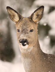 Deer in Winter