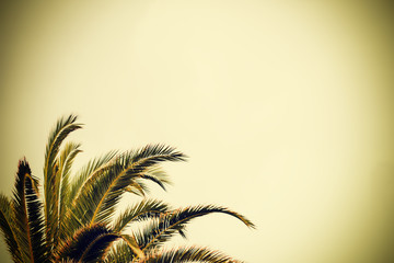 Fototapeta na wymiar Mediterranean palm under an overcast sky