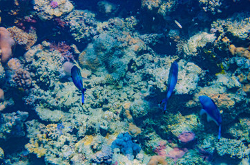 red sea coral reef with beautiful colorful fish under water