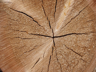 Wooden texture of cut tree trunk background