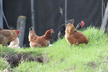 hen and chickens