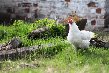 hen on a farm