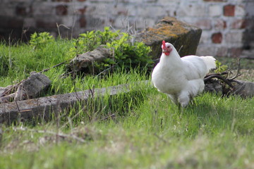 hen and chicks