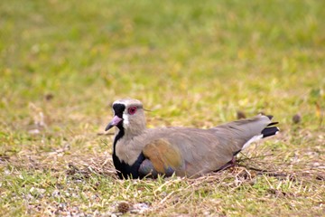  Southern abib in its nest in the grass