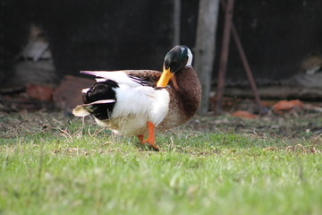 duck on grass