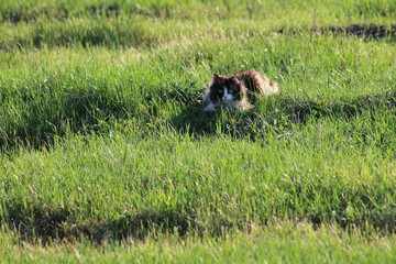 kitty playing in grass