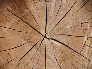 Wooden texture of cut tree trunk background