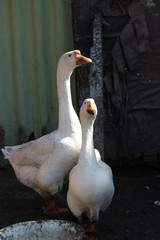 white goose on the lake
