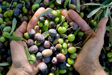 girl hands with olives, picking from plants during harvesting, green, black, beating to obtain...