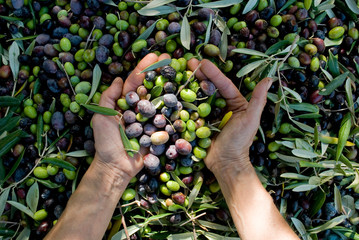 girl hands with olives, picking from plants during harvesting, green, black, beating to obtain extra virgin oil, food, antioxidants, Taggiasca variety, autumn, light, Riviera, Liguria, Italy - obrazy, fototapety, plakaty