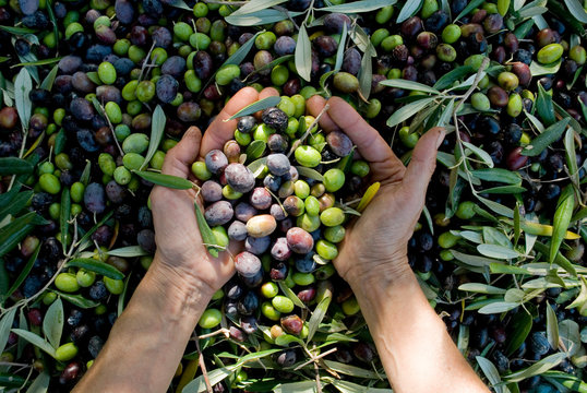 girl hands with olives, picking from plants during harvesting, green, black, beating to obtain extra virgin oil, food, antioxidants, Taggiasca variety, autumn, light, Riviera, Liguria, Italy