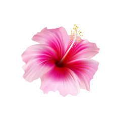 Realistic pink hibiscus. The symbol of rare elegant beauty.