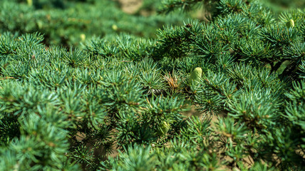 FIR cones on the tree