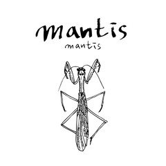 곤충 일러스트 / 손으로 그린 곤충 스케치