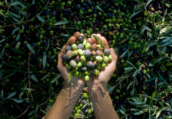 girl hands with olives, picking from plants during harvesting, green, black, beating to obtain...
