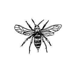 곤충 일러스트 / 손으로 그린 곤충 스케치