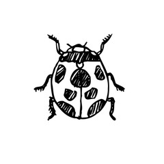 곤충 일러스트 / 손으로 그린 곤충 스케치