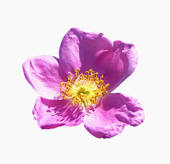 Flower of the wild rose of the rose colour